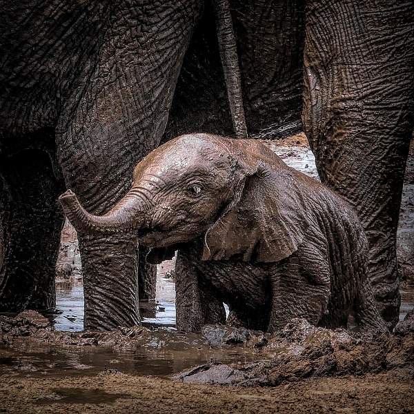 A Little Muddy_Wendy Mann.jpg - Exhibition Colour Print B